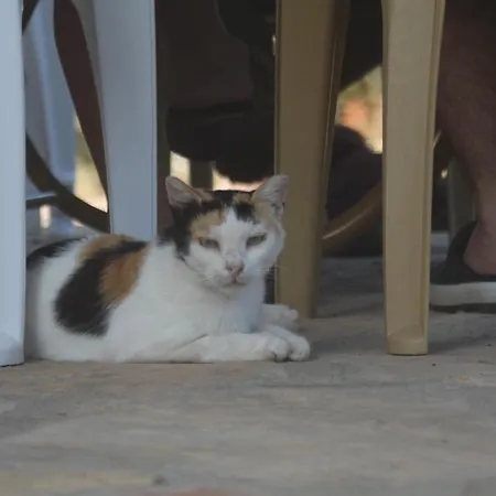 Guelsuem Hanim Evleri Bed and breakfast Orhaniye (Marmaris)