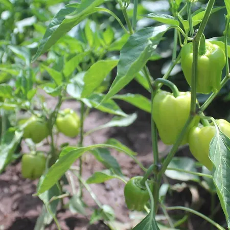 Bed and breakfast Guelsuem Hanim Evleri *