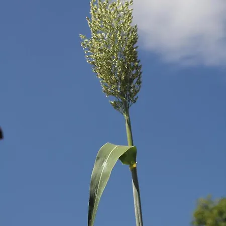 Guelsuem Hanim Evleri Bed and breakfast Orhaniye (Marmaris)