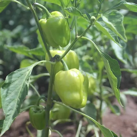 Guelsuem Hanim Evleri Bed and breakfast *