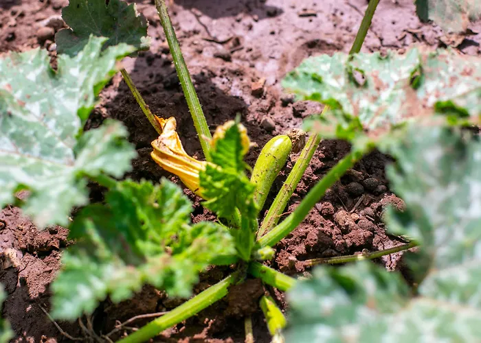 Guelsuem Hanim Evleri Отель типа 