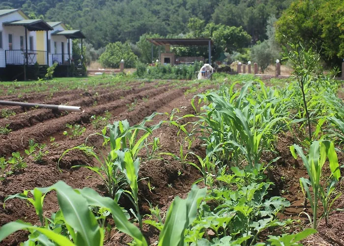 Guelsuem Hanim Evleri