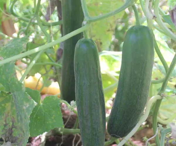 Guelsuem Hanim Evleri * Орхание