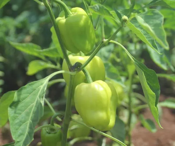 Guelsuem Hanim Evleri Отель типа 