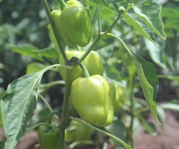 Guelsuem Hanim Evleri Отель типа 